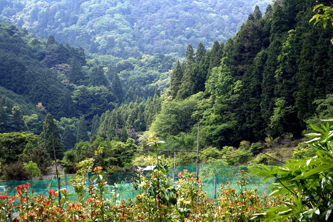 d0147530_692480.jpg