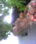 e0129831_18304360.jpg