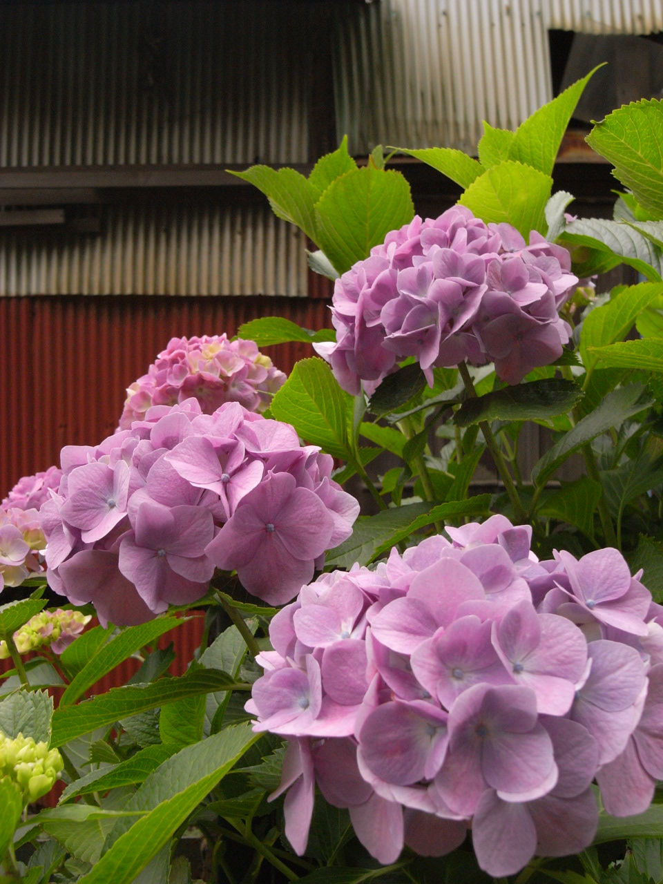 a0087341_2358192.jpg