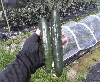 c0109891_13333438.jpg