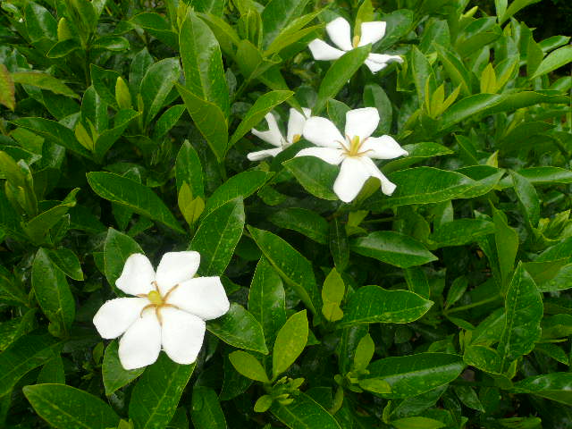 e0026017_21281265.jpg