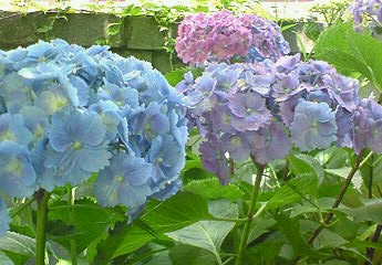 a0036626_2233312.jpg