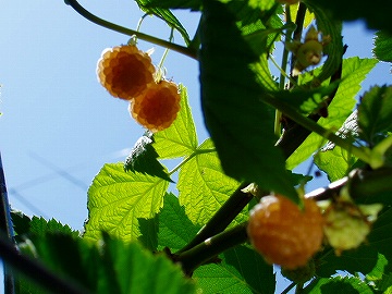 c0056437_13365844.jpg