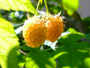 c0056437_13371956.jpg
