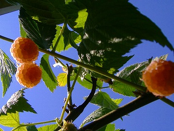 c0056437_13373354.jpg