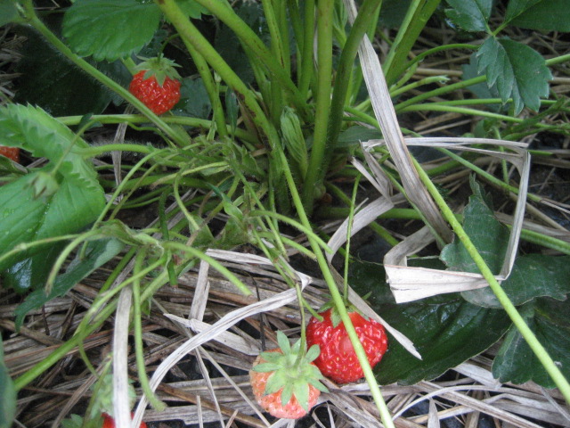 f0025741_18362614.jpg