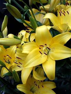 f0140174_23441917.jpg
