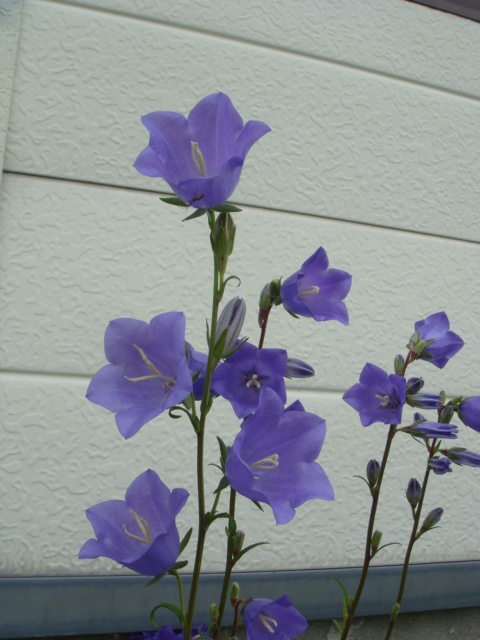 b0055786_2124040.jpg