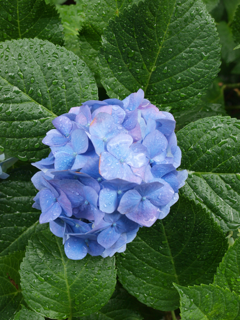 b0143292_21255299.jpg