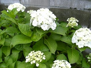 e0098908_1819432.jpg