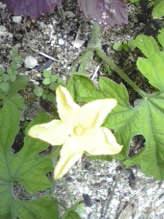 e0071811_2110384.jpg
