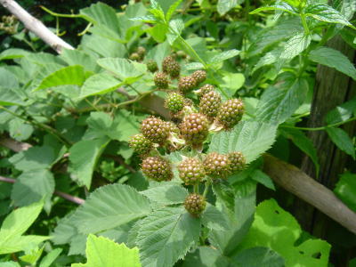 e0134032_1555367.jpg