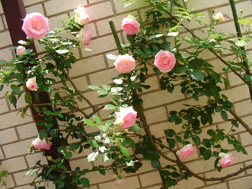 f0002833_2036160.jpg