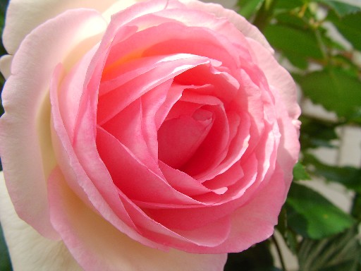 f0002833_20362534.jpg