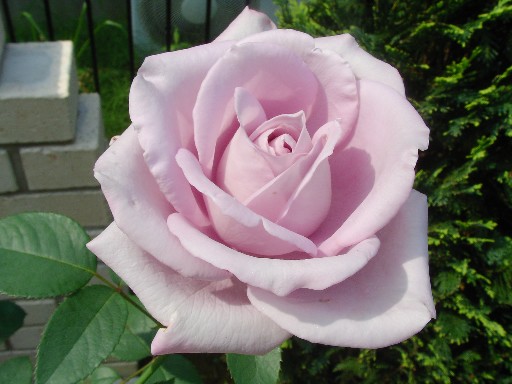 f0002833_20364285.jpg