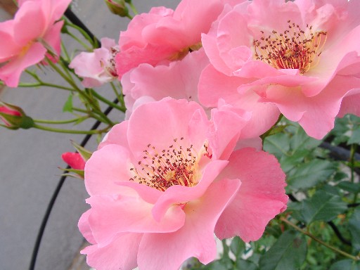 f0002833_2037652.jpg