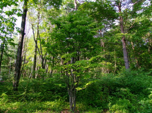 e0088260_2015129.jpg