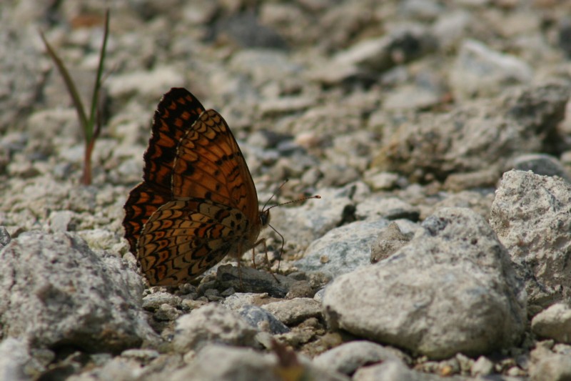 b0088772_16257100.jpg