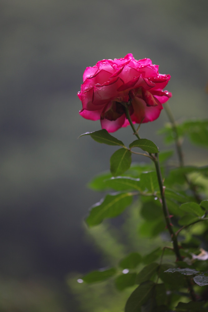 a0083081_161976.jpg