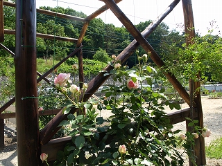 c0159589_14381021.jpg