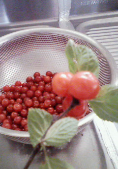 e0068496_12241992.jpg