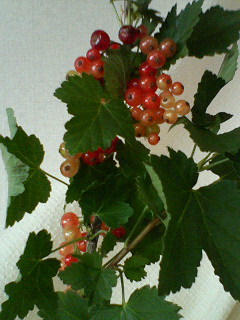 a0101000_1628234.jpg