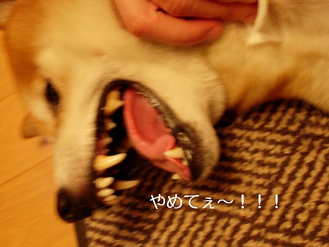 e0005411_16173640.jpg