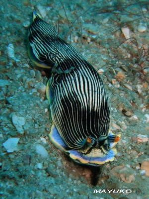e0027447_22465075.jpg