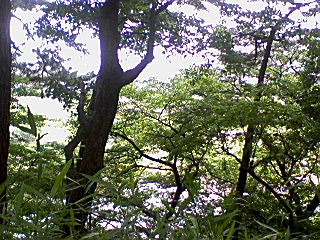 d0063149_1849133.jpg