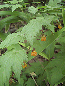f0024964_105558100.jpg