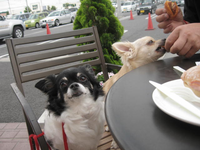 d0070473_1636620.jpg