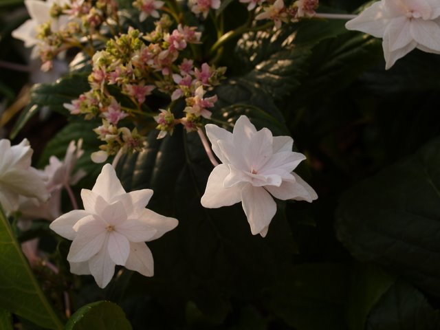 c0126477_941992.jpg