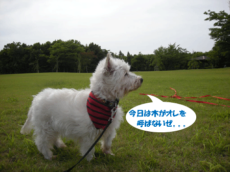 e0066883_21165570.gif