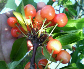 e0140496_23332015.jpg