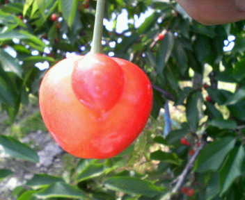 e0140496_23333388.jpg