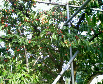 e0140496_2333965.jpg