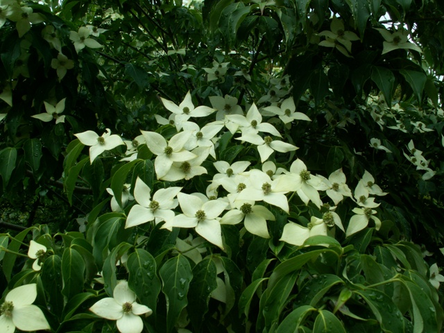 b0039898_133656.jpg