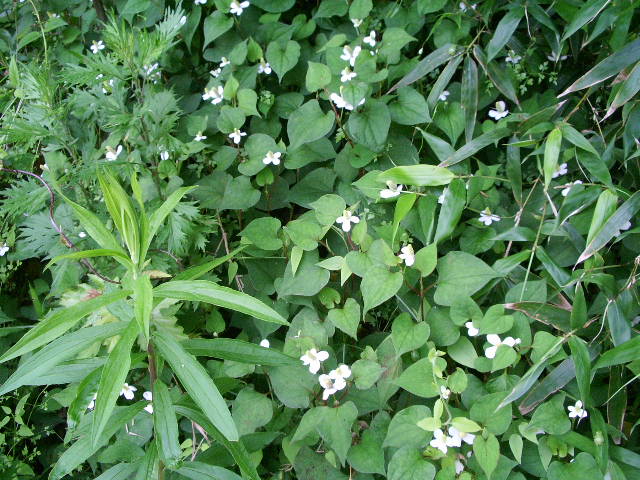 e0025300_16391366.jpg