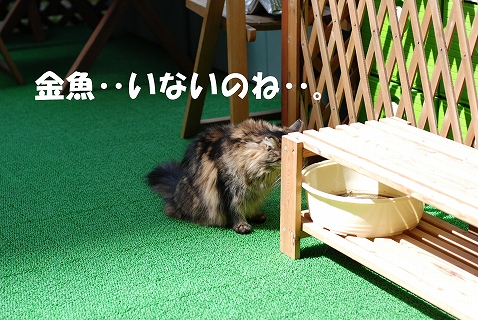 c0116921_19454314.jpg