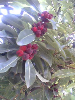 f0080530_1415783.jpg