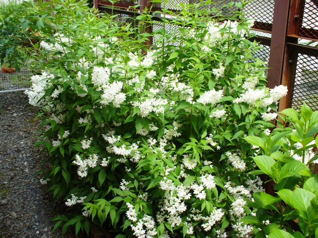 d0059240_1132049.jpg