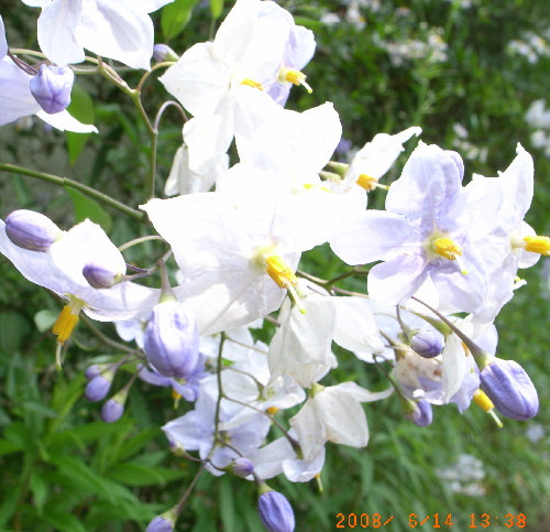 c0050857_13501550.jpg