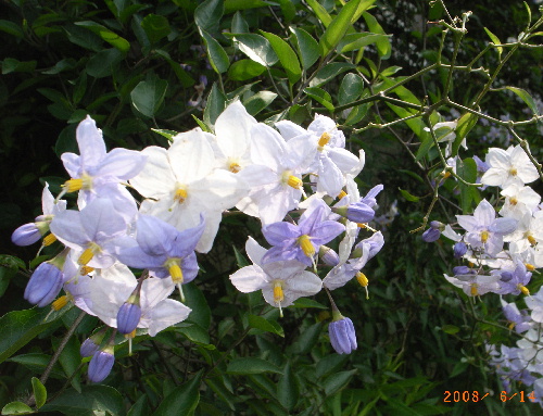 c0050857_13512044.jpg