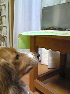 f0124177_21591520.jpg
