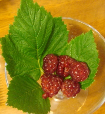 c0041207_1464350.jpg