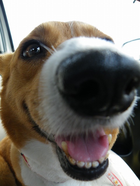 c0127617_15471123.jpg