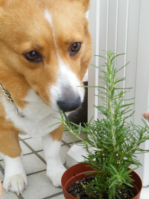c0127617_1642789.jpg