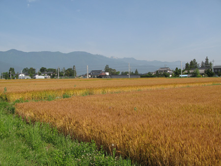 d0004426_13825.jpg