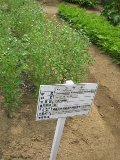c0145449_22111510.jpg