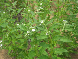 c0145449_2212454.jpg